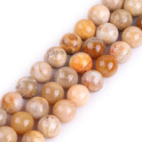 GEM-Inside Coral Fossil Gemstone Loose Beads Natural 10mm Round Chrysanthemum Crystal Energy Stone Power for Jewelry Making 15