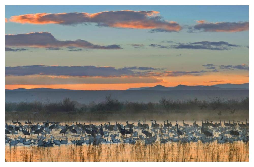 Snow Geese And Sandhill Cranes, Bosque Del Apache National Wildlife Refuge, New Mexico-Paper Art-50,,X34,,