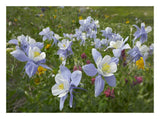 Colorado Blue Columbine Flowers, American Basin, Colorado-Paper Art-26,,X20,,