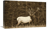 Elk Or Wapiti Male Portrait, North America - Sepia-Canvas Art-24X18