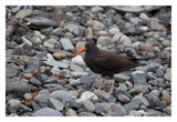 Black Oystercatcher, Icy Bay, Wrangell-St. Elias National Park, Alaska-Paper Art-32,,X22,,