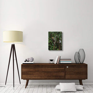 Red-Fronted Brown Lemur Male, Ranomafana Np, Madagascar-Canvas Art-18X24