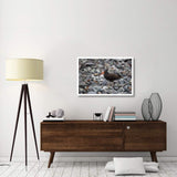 Black Oystercatcher, Icy Bay, Wrangell-St. Elias National Park, Alaska-Paper Art-38,,X26,,