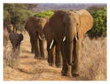 Herd Of African Elephants, Kenya-Paper Art-18,,X14,,