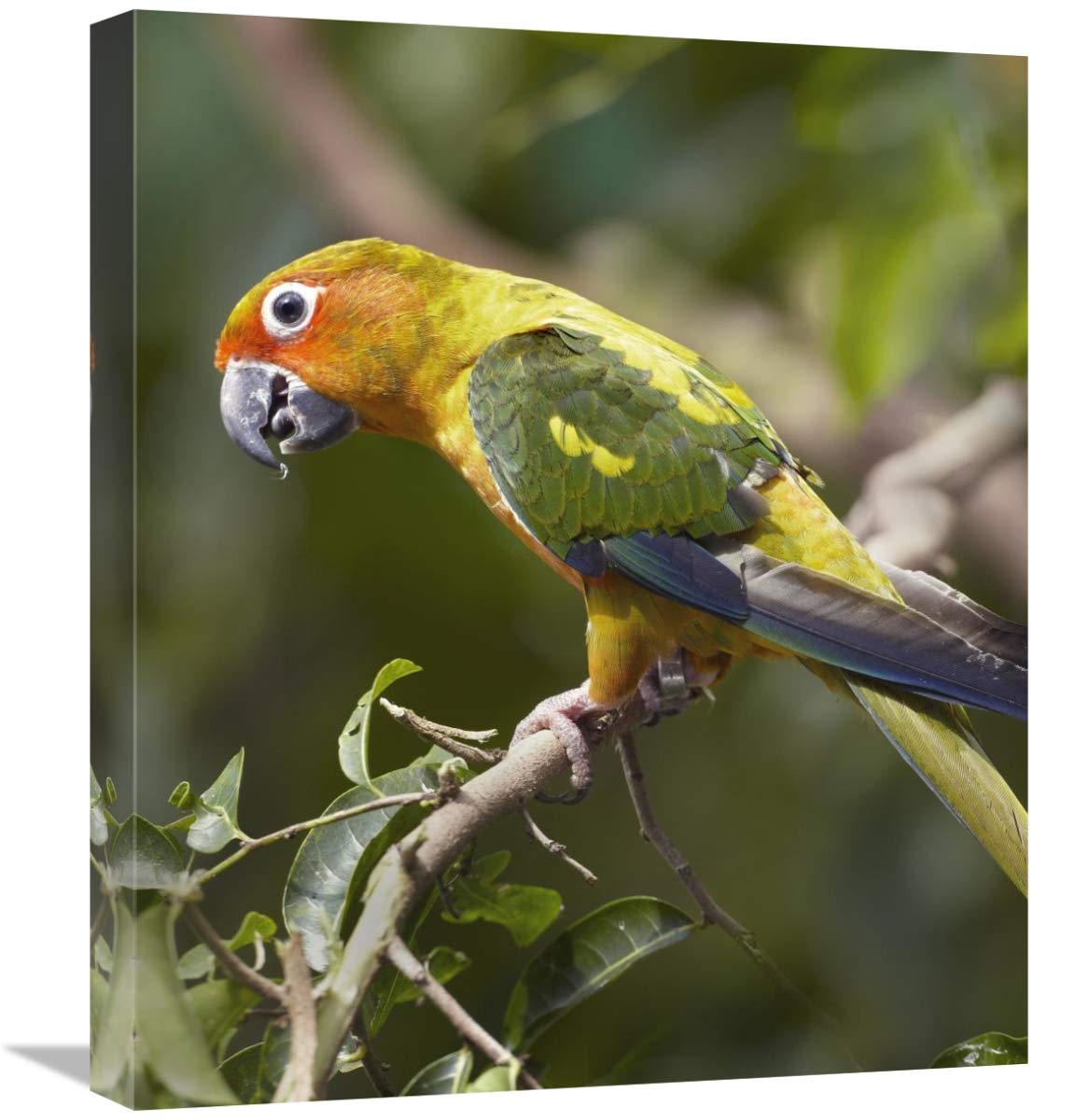 Sun Parakeet, Native To South America-Canvas Art-18.92X22