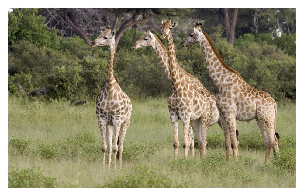 Giraffe Group, Linyanti River, Botswana-Paper Art-38,,X24.3,,