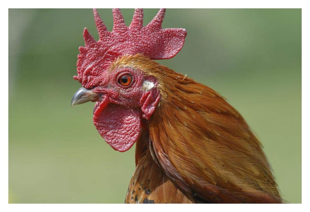 Portrait Of A Cockerel-Paper Art-38,,X26,,