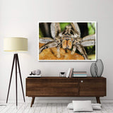 Wolf Spider, Mindo, Western Slope Of Andes, Ecuador-Paper Art-62,,X42,,