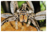 Wolf Spider, Mindo, Western Slope Of Andes, Ecuador-Paper Art-50,,X34,,