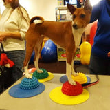 FitPAWS Dog Training Targets 10, Set of 4 | Dog Exercise Equipment for Fitness & Rehabilitation