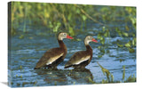 Black-Bellied Whistling Duck Pair Wading, Rio Grand Valley, Texas-Canvas Art-30X20