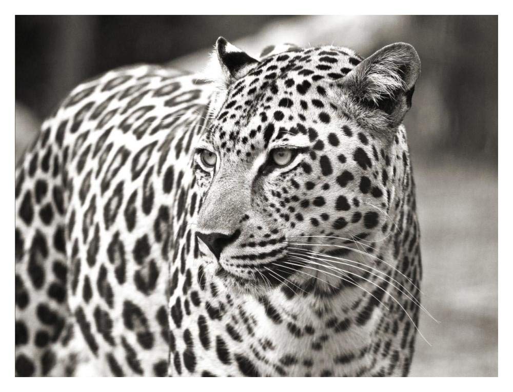 Portrait Of Leopard, South Africa-Paper Art-18,,X14,,