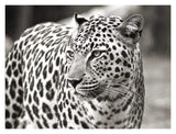 Portrait Of Leopard, South Africa-Paper Art-18,,X14,,