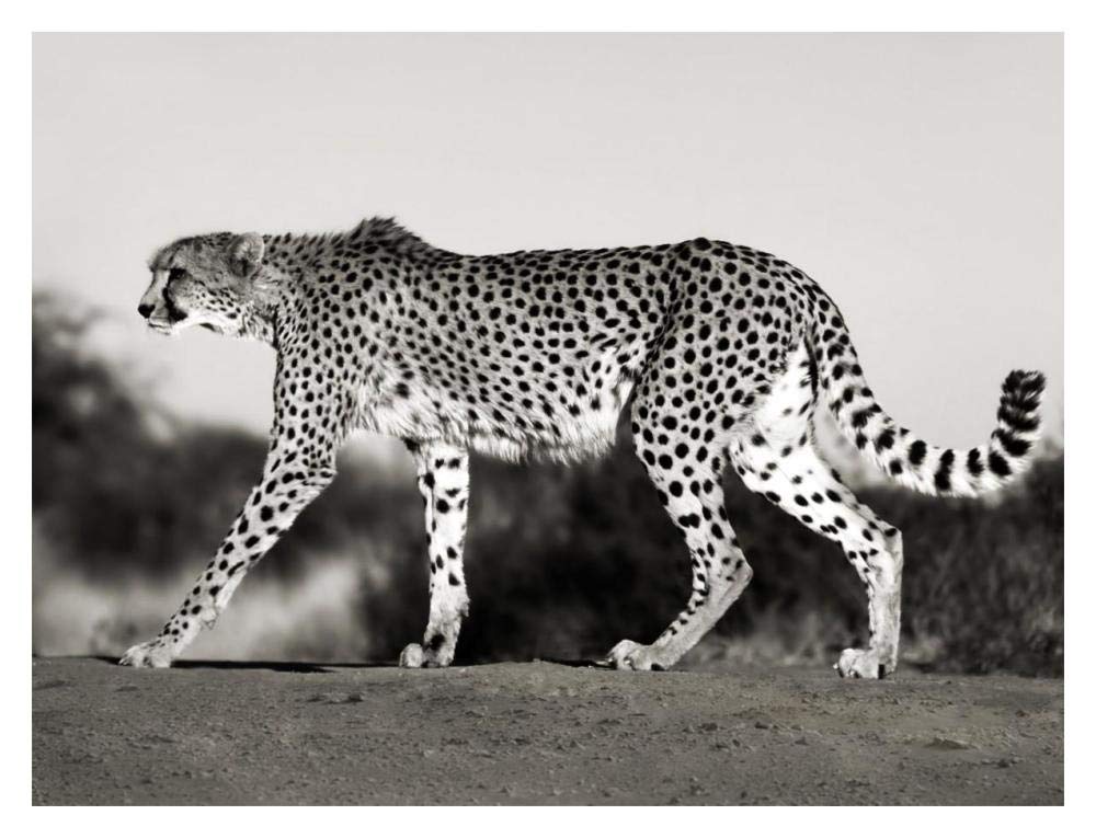 Cheetah, Namibia, Africa-Paper Art-18,,X14,,