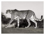 Cheetah, Namibia, Africa-Paper Art-18,,X14,,