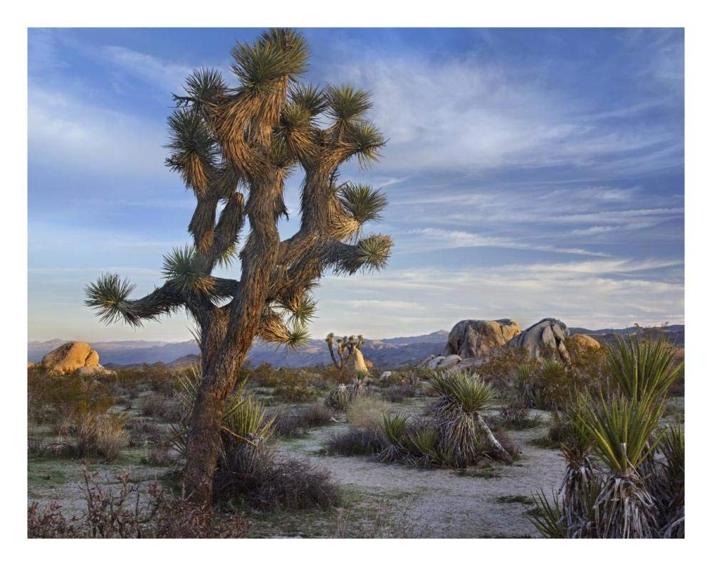 Joshua Tree, Joshua Tree National Park, California-Paper Art-26,,X20,,
