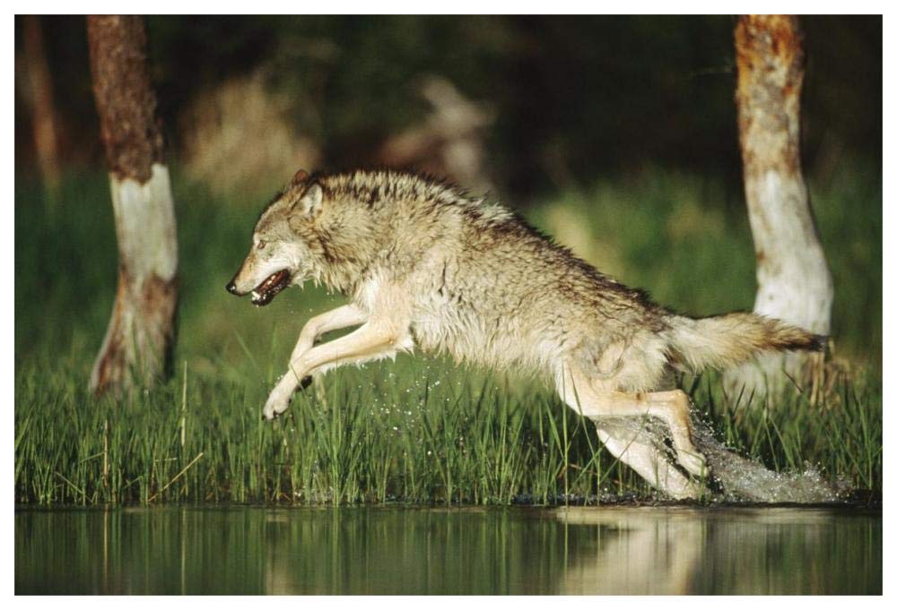 Timber Wolf Running Through Shallow River, Montana-Paper Art-62,,X42,,