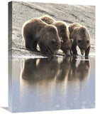 Grizzly Bear Mother And Yearling Cubs Drinking, Katmai National Park, Alaska-Canvas Art-20X24