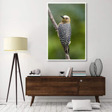 Hoffmann'S Woodpecker, Costa Rica-Paper Art-42X62