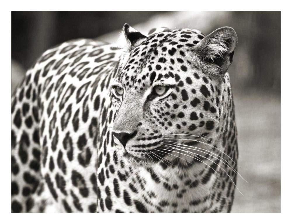 Portrait Of Leopard, South Africa-Paper Art-26,,X20,,