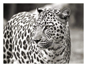 Portrait Of Leopard, South Africa-Paper Art-26,,X20,,
