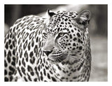Portrait Of Leopard, South Africa-Paper Art-26,,X20,,