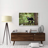 Black Bear Cub In Tree Along Anan Creek, Tongass National Forest, Alaska-Paper Art-50,,X34,,