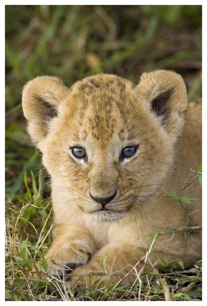 African Lion Five Week Old Cub, Vulnerable, Masai Mara National Reserve, Kenya-Paper Art-42,,X62,,