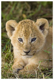 African Lion Five Week Old Cub, Vulnerable, Masai Mara National Reserve, Kenya-Paper Art-42,,X62,,