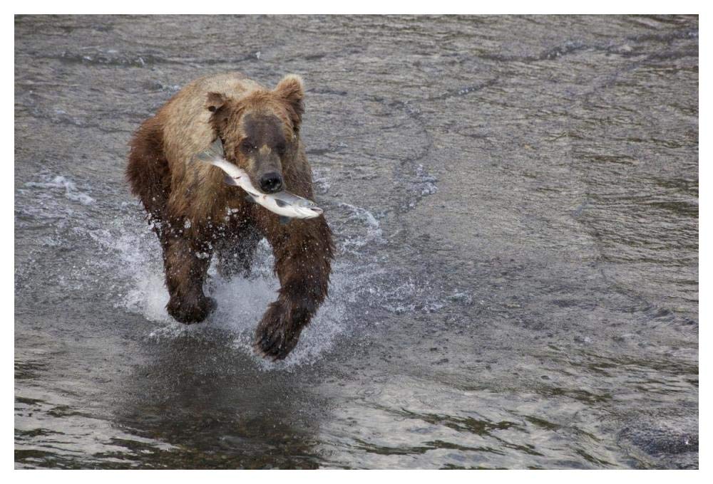 Grizzly Bear Young Male With Sockeye Salmon Prey Along Brooks River, Katmai National Park, Alaska-Paper Art-50,,X34,,