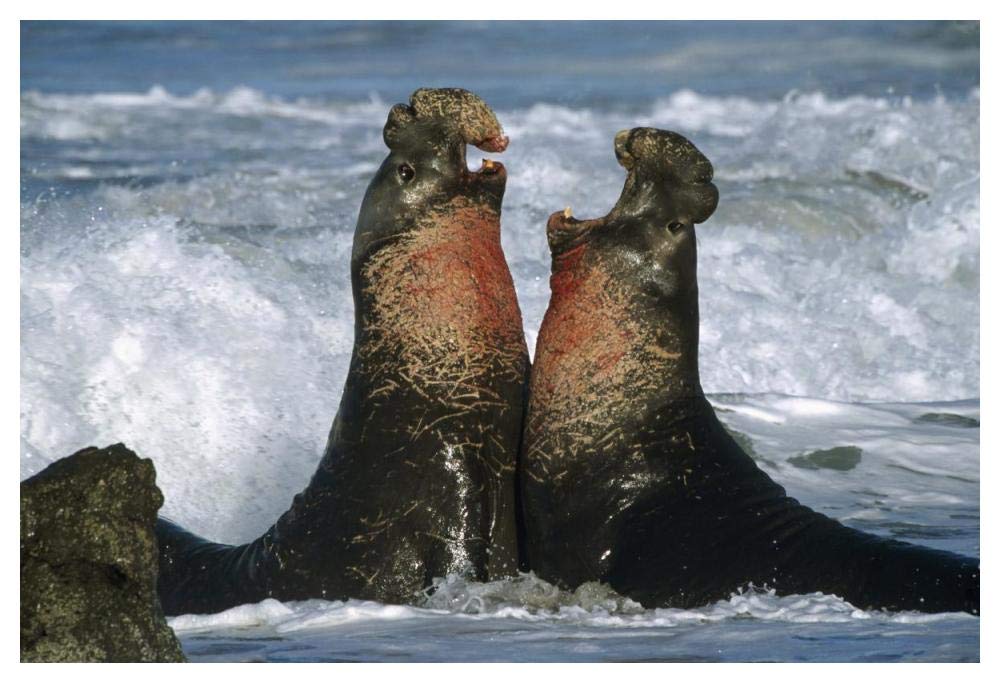 Northern Elephant Seal Males Fighting, California Coast-Paper Art-50,,X34,,