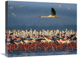 Lesser Flamingo Flying Over Flock, Lake Nakuru, Kenya-Canvas Art-24X20