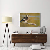 Wood Duck Female, North Chagrin Reservation, Ohio-Paper Art-50X34