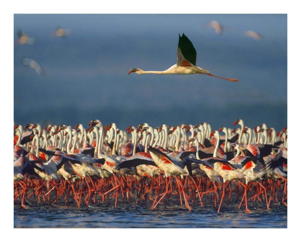 Lesser Flamingo Flying Over Flock, Lake Nakuru, Kenya-Paper Art-22,,X18,,