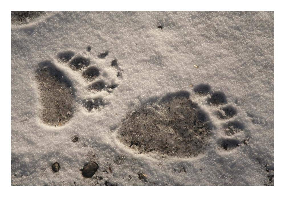 Grizzly Bear Front And Back Paw Prints, Katmai National Park, Alaska-Paper Art-26,,X18,,