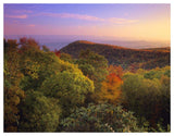 Blue Ridge Mountains With Deciduous Forests In Autumn, North Carolina-Paper Art-50,,X38,,