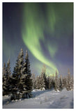 Northern Lights Over Boreal Forest, North America-Paper Art-34,,X50,,