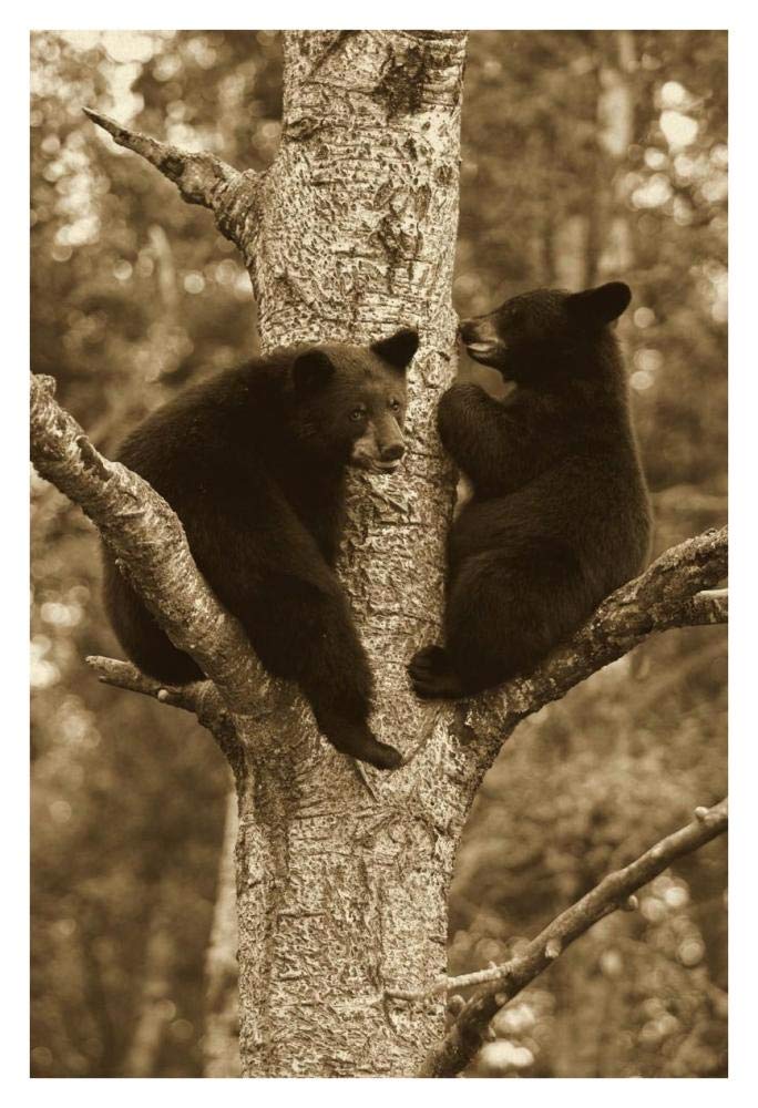 Black Bear Two Cubs In Tree, Orr, Minnesota-Paper Art-26,,X38,,