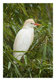 Cattle Egret In Breeding Plumage, Costa Rica-Paper Art-18X26