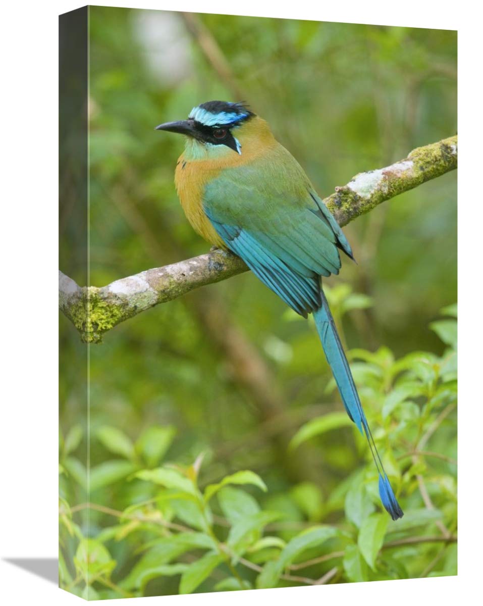 Blue-Crowned Motmot, Costa Rica-Canvas Art-12X18