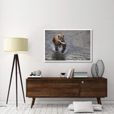 Grizzly Bear Young Male With Sockeye Salmon Prey Along Brooks River, Katmai National Park, Alaska-Paper Art-50,,X34,,