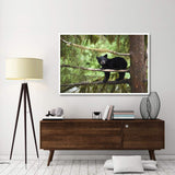 Black Bear Cub In Tree Along Anan Creek, Tongass National Forest, Alaska-Paper Art-62,,X42,,
