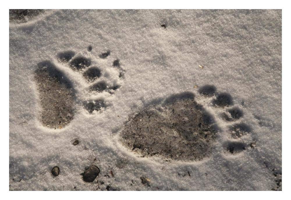 Grizzly Bear Front And Back Paw Prints, Katmai National Park, Alaska-Paper Art-32,,X22,,