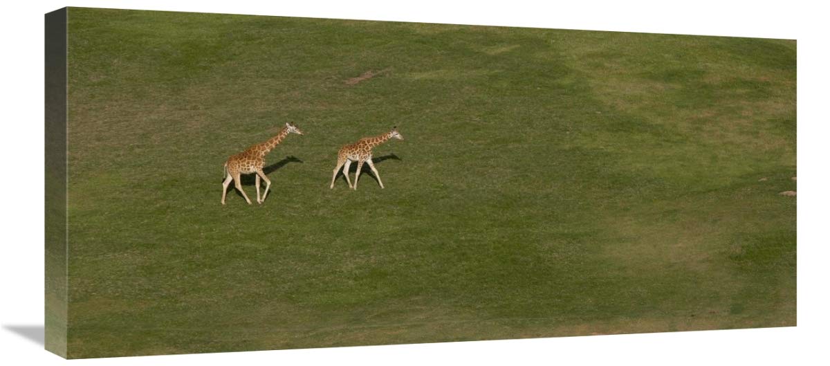 Rothschild Giraffe Pair Crossing Grassland, Native To Africa-Canvas Art-30X13.8