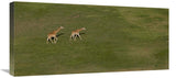 Rothschild Giraffe Pair Crossing Grassland, Native To Africa-Canvas Art-30X13.8