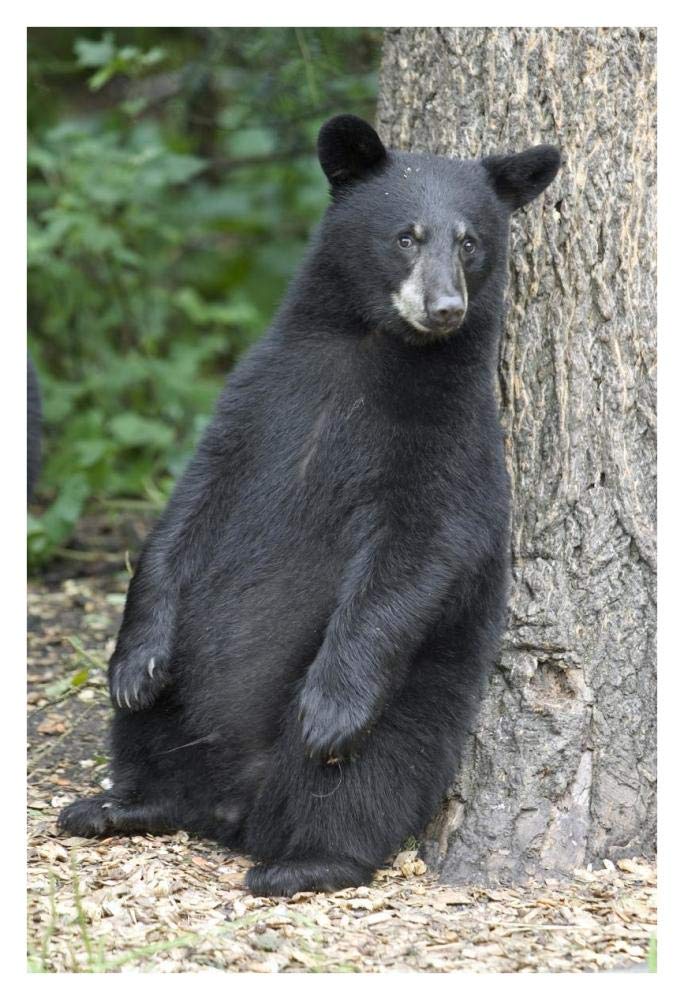 Black Bear Cub Leaning Against Tree, Orr, Minnesota-Paper Art-26,,X38,,