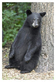 Black Bear Cub Leaning Against Tree, Orr, Minnesota-Paper Art-26,,X38,,