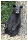 Black Bear Cub Leaning Against Tree, Orr, Minnesota-Paper Art-14,,X20,,