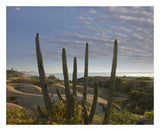 Organ Pipe Cactus Overlooking Chelino Bay, Baja California, Mexico-Paper Art-26,,X22,,
