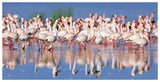 Lesser Flamingo, Lake Nakuru, Kenya-Paper Art-74,,X38,,